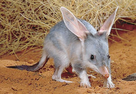 bilby