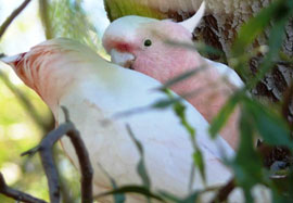 galahs